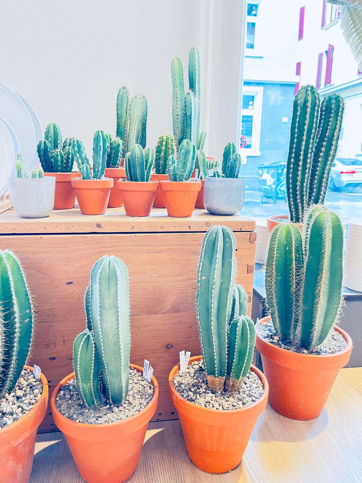 Cacti